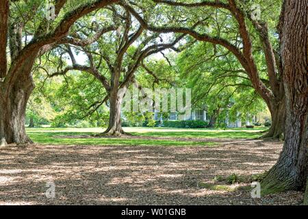 Majestätische Eichen umgeben das Gelände der Oak Alley Plantation in Vacherie, Louisiana Stockfoto