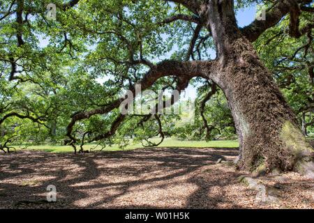 Majestätische Eichen umgeben das Gelände der Oak Alley Plantation in Vacherie, Louisiana Stockfoto