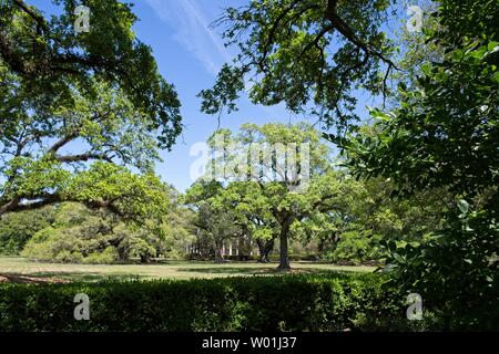 Majestätische Eichen umgeben das Gelände der Oak Alley Plantation in Vacherie, Louisiana Stockfoto