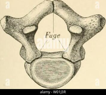 Archiv Bild von Seite 88 der beschreibenden und topographische Anatomie sterben. Beschreibende und topographische Anatomie des Menschen diedescriptiveun 00 heit Jahr sterben: 1896 Knochen des Stammes. 49 Stockfoto