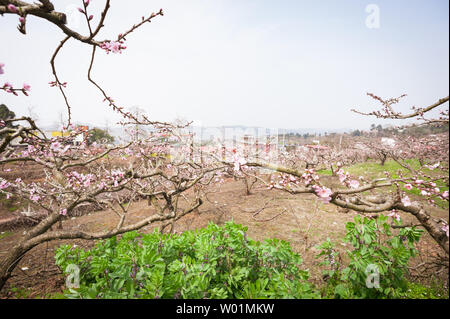 Chengdu Longquanyi Peach Blossom Heimatstadt Stockfoto