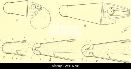 Archiv Bild von Seite 96 der Cephalopoden Sterben, ich Teil (1921) Stockfoto