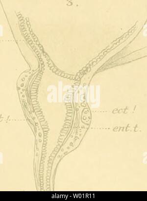 Archiv Bild von Seite 98 der Medusen der Siboga-Expedition craspedoten Stockfoto