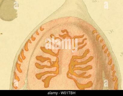 Archiv Bild ab Seite 102 von Die Medusen der Siboga-Expedition craspedoten Stockfoto