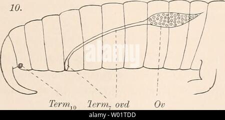 Archiv Bild ab Seite 102 Der Embryonalentwickelung von Dermapteren und Sterben Stockfoto