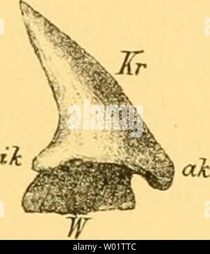 Archiv Bild ab Seite 102 von eocÞnen Selachier vom Monte sterben. Sterben eocÞnen Selachier vom Monte Bolca: ein Beitrag zur Morphogenie der Wirbelthiere dieeocnensel 00 jaek Jahr: 1894 - 91 Stockfoto