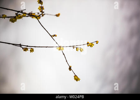 2018.1.14 Wuxi Mei Garten, mit Pflaume Bäume in den Garten gepflanzt, einer der berühmten Pflaume Wertschätzung Resorts in Jiangnan. Mit den Eigenschaften der Pflaume Garten kombiniert, mit Pflaumen verzieren den Berg, auf dem Berg Pflaume zu Pflanzen, die Pflaume schön mit den Bergen ist, ist der Berg abgeschieden von der Pflaume, mit besonderen Eigenschaften. Jetzt, Lamei geöffnet ist, wird die Pflaume Garten lockt eine große Anzahl von Touristen und Fotografen die Pflaume zu genießen. Stockfoto