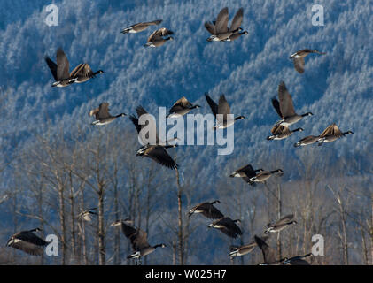 Schöne Gänse aus Kanada fliegen tief. Verschneite Berge im Rücken. Sie wandern durch/nach British Columbia. Ganz nah an der großen Zahl Stockfoto