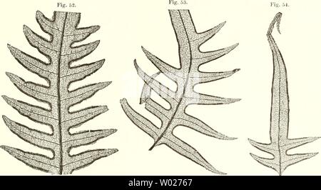 Archiv Bild ab Seite 124 von Die farnkräuter der jetztwelt, zur Stockfoto