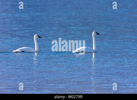 Wunderschöner Trompeter schwänckt im Schnee, Schnee-Hintergrund, ganz weiß. Schwäne schwimmen im halb gefrorenen See. Winterbild. Schwarze Schnäbel sind offensichtlich Stockfoto