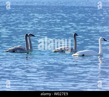 Schöner Trompeter schwänzt im Winter. Sie wandern durch British Columbia. Schwäne schwimmen im halb gefrorenen See. Drei junge graue Stockfoto