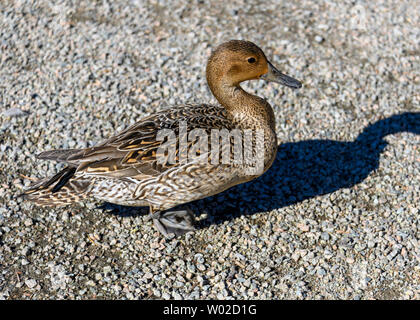 Schöne Ente aus dem nördlichen Nadelschwanz, die um den See herum läuft und nach Nahrung sucht. Braun gefiederter Vogel. Graue Rechnung und Beine. Geflecktes Gefieders Sonnig Stockfoto