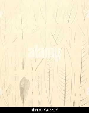 Archiv Bild ab Seite 148 von Die fossile Flora von Leoben. Stockfoto