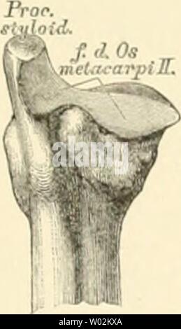 Archiv Bild ab Seite 150 der beschreibenden und topographische Anatomie sterben. Beschreibende und topographische Anatomie des Menschen diedescriptiveun 00 heit Jahr sterben: 1896 f.d. Os tlptlaluin, Stockfoto