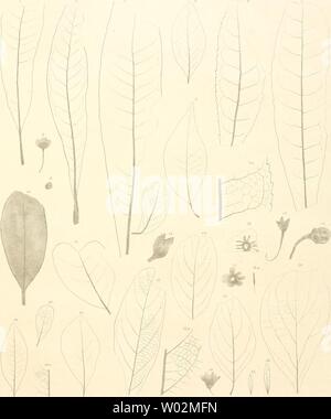 Archiv Bild ab Seite 150 von Die fossile Flora von Leoben. Stockfoto