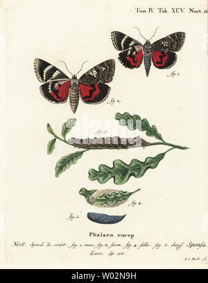 Dark crimson underwing, Catocala sponsa. Papierkörbe Kupferstich von Johann Carl Bock nach Eugenius Johann Christoph Esper die Schmetterlinge in Abbildungen nach der Natur, Erlangen, 1786 sterben. Stockfoto