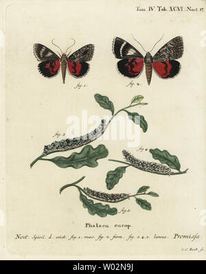 Licht crimson underwing Motte Catocala promissa. Papierkörbe Kupferstich von Johann Carl Bock nach Eugenius Johann Christoph Esper die Schmetterlinge in Abbildungen nach der Natur, Erlangen, 1786 sterben. Stockfoto