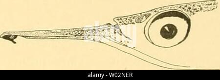 Archiv Bild ab Seite 152 von Die Fische der Siboga-Expedition (1913) Stockfoto