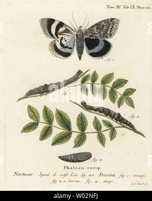 Blau underwing Motten oder Raiders, Catocala fraxini Clifden. Papierkörbe Kupferstich von Johann Carl Bock nach Eugenius Johann Christoph Esper die Schmetterlinge in Abbildungen nach der Natur, Erlangen, 1786 sterben. Stockfoto