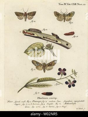 Frosted orange Moth, Gortyna flavago 1,2 und Winkel Phlogophora meticulosa Schattierungen, 3-7. Papierkörbe Kupferstich von Johann Carl Bock nach Eugenius Johann Christoph Esper die Schmetterlinge in Abbildungen nach der Natur, Erlangen, 1786 sterben. Stockfoto