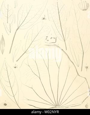 Archiv Bild ab Seite 152 von Die fossile Flora von Leoben. Stockfoto