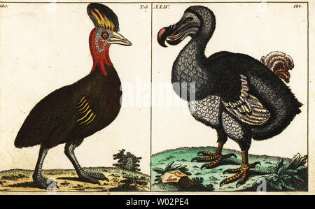 Northern cassowary, Casuarius unappendiculatus, und ausgestorbenen Dodo, Raphus cucullatus. Papierkörbe Kupferstich von G. T. Wilhelm Enzyklopädie der Naturgeschichte, Augsburg, Deutschland, 1794. Gottlieb Tobias Wilhelm (1758-1811) war ein bayerischer Priester und naturforscher wie der Deutsche Buffon bekannt. Stockfoto