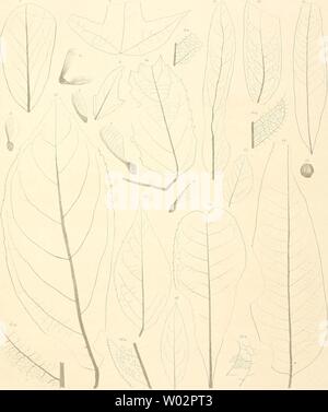 Archiv Bild ab Seite 154 von Die fossile Flora von Leoben. Stockfoto