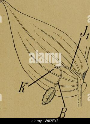 Archiv Bild von Seite 154 des Entfaltungsbewegungen der Pflanzen und Sterben Stockfoto