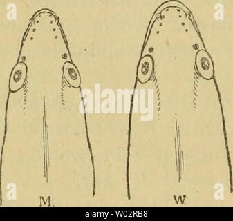 Archiv Bild ab Seite 155 von Die Fische der Ostsee (1883). Sterben Fische der Ostsee diefischederosts 00 mb Jahr: 1883 144 Länge bis ich 'jjm. Vorderkörper bis zum nach cylindrisch, von da eine seitlich zusammengedrückt. Vorstehend, Unterkiefer Mund-Spalte bis unter das Auge reichend. Zähne in mehreren Reihen in den vorderen Kiefern und dem Pflugscharbein, alle klein. Sterben gesunder Rücken - flosse beginnt um eine Kopflänge oder mehr der Afterflosse. Schwanz bedeutend länger als der Rumpf. Herzlichen Glückwunsch und viel Torte goldglänzend. Vordere Nasenlöcher schornsteinartig. Färbung sehr veränderlich. Gesunder Rücken meistens bläulich-oder g Stockfoto