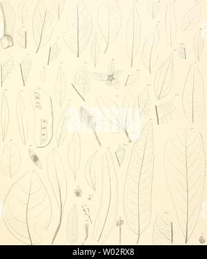 Archiv Bild ab Seite 156 von Die fossile Flora von Leoben. Stockfoto