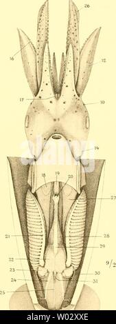 Archiv Bild ab Seite 162 der Cephalopoden Sterben, ich Teil (1921) Stockfoto