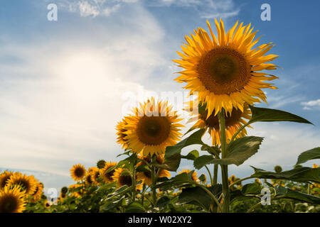 Schöne ländliche Szene mit Sonnenblumen im Feld gegen Abend Himmel Stockfoto