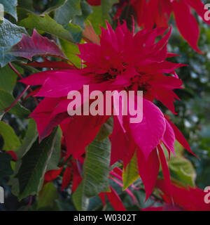 Weihnachtssterne Blüten, leuchtend rot, die sich zwischen den grünen Blättern absetzen, Australian Coastal Garden Stockfoto