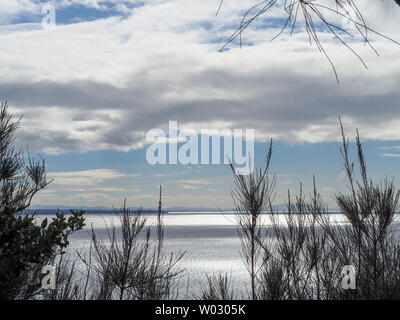 Landschaftlich reizvolle Aussichten auf das Headland, schimmerndes, silberfarbenes Wasser des Pazifischen Ozeans, blaue, himmelweiße Wolken, grüne Piniennadeln vor dem Hotel Forster NSW Australia Stockfoto