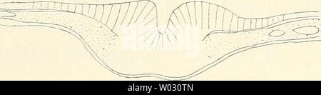 Archiv Bild ab Seite 165 der Entwickelungsgeschichte der Kreuzotter (Pelias sterben. Die entwickelungsgeschichte der Kreuzotter (Pelias berus Merr.) dieentwickelungs 00 ball Jahr: 1903 artig, bildet jetzt gewöhnlich eine schmale, verschieden tiefe, Spaltartige Einsenkung, da ihre Ränder näher aneinandergerückt sind: auch hat sie eine Länge zugenommen. Im Oberflächenbilde ist sie daher un-mittelbar hinter der Medullarrinne als schmale, dunkle, mediane Linie von etwas variabler Länge sofort er- kennbar. Abb. 118-121 und 116. Ihr vorderes Ende ist orig. deutlich abzugrenzen. Your seitlichen, sie beg Stockfoto