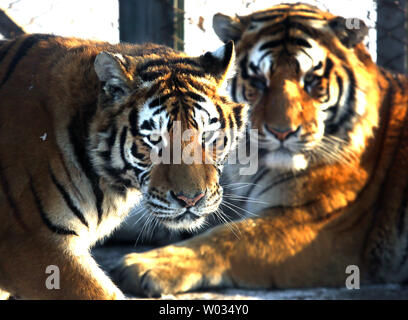 Touristen besuchen und füttern Sibirische Tiger an der Sibirische Tiger Park in Harbin, die Hauptstadt der Provinz Heilongjiang im Nordosten Chinas, 17. Januar 2015. Der Park, der größte Zucht der Welt für die Spezies, die es Besuchern ermöglicht, zu senden Schafe (100 $), Hühner (25 $) und Kühe (350 $) in den Tod, indem Sie sie in die Tiger Bereiche für einen symbolischen Preis freigegeben werden. Der sibirische Tiger ist die größte der großen Katzen der Welt. Foto von Stephen Rasierer/UPI Stockfoto