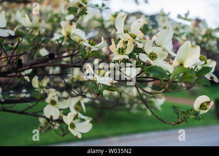 Niederlassungen der weiß blühende Hartriegel, Cornus Florida, Bethamidamidia Florida (L.) Spach. USA. Stockfoto