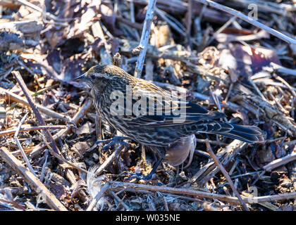 Schöner rot geflügelter schwarzer Vogel der Frau. Warten auf einige Samen im Gras, im Winter. Gefleckte braune, graue und schwarze Federn. Fügt sich in den Surroun ein Stockfoto