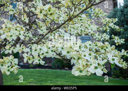 Niederlassungen der weiß blühende Hartriegel, Cornus Florida, Bethamidamidia Florida (L.) Spach. USA. Stockfoto