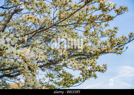 Niederlassungen der weiß blühende Hartriegel, Cornus Florida, Bethamidamidia Florida (L.) Spach. Vor blauem Himmel. USA. Stockfoto