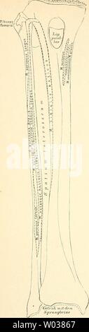 Archiv Bild ab Seite 179 der beschreibenden und topographische Anatomie sterben. Beschreibende und topographische Anatomie des Menschen diedescriptiveun 00 heit Jahr sterben: 1896 pZ & Jfe & huJC, ! Stockfoto