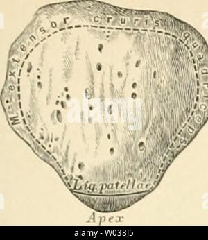 Archiv Bild ab Seite 180 der beschreibenden und topographische Anatomie sterben. Beschreibende und topographische Anatomie des Menschen diedescriptiveun 00 heit Jahr sterben: 1896 Kniegelenk. 141 Stockfoto