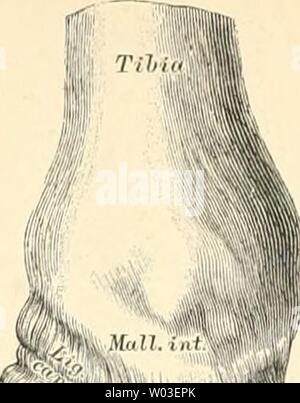 Archiv Bild ab Seite 193 der beschreibenden und topographische Anatomie sterben. Die beschreibenden und topographische Anatomie des Menschen diedescriptiveun 00 heit Jahr: 1896 154 Bänder der Fusswurzclknoclicn. Stockfoto