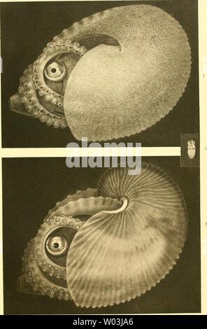 Archiv Bild ab Seite 202 von Cephalopoden Sterben, ich Teil (1921) Stockfoto