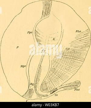 Archiv Bild ab Seite 205 von eocÞnen Selachier vom Monte sterben. Sterben eocÞnen Selachier vom Monte Bolca: ein Beitrag zur Morphogenie der Wirbelthiere dieeocnensel 00 jaek Jahr: 1894 BG, Beikengürtel; Fht Flossenstrahlen; GH. Kiemen Gliederungslinien, K.: Mpt Meiapteryginm; P Pectoralis; Pg, Pectoralgürtel; Ppt. Propterygium; St. Stachel; V, Ventralis. Stockfoto