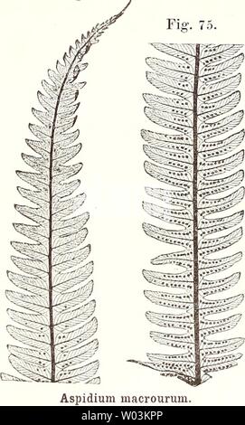 Archiv Bild ab Seite 207 von Sterben farnkräuter der jetztwelt, zur Stockfoto