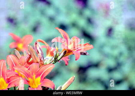 Schöne orange Lilien im Sommer Garten Nahaufnahme Stockfoto