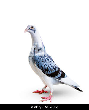 Voller Körper von Speed Racing Pigeon stehend auf weißem Hintergrund Stockfoto