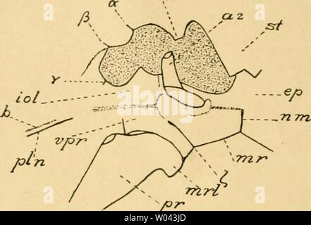 Archiv Bild von Seite 233 sterben Decapoda Brachyura der Siboga-Expedition Stockfoto