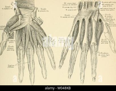 Archiv Bild ab Seite 244 von Die beschreibenden und topographische Anatomie